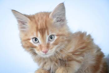 POOH BEAR -  Domestic Short Hair Cat for Adoption in Loveland, Colorado - POOH BEAR | PetCurious