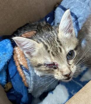TERRA -  Domestic Short Hair Cat for Adoption in Dallas, Texas - TERRA | PetCurious
