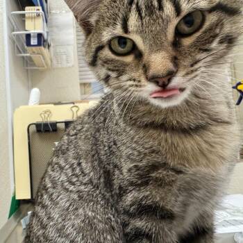 Juney B -  Domestic Short Hair Cat for Adoption in Pekin, Illinois - Juney B | PetCurious