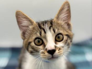 Sage -  Domestic Short Hair Cat for Adoption in Portland, Oregon - Sage | PetCurious