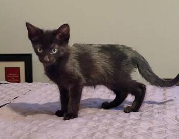 Midnight -  Domestic Short Hair Cat for Adoption in Nashville, Tennessee - Midnight | PetCurious