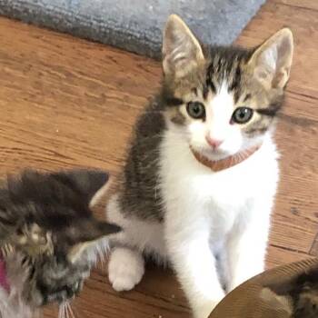 Bobbie -  Domestic Short Hair Cat for Adoption in Santa Rosa, California - Bobbie | PetCurious