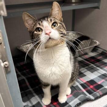 Bob -  Domestic Short Hair Cat for Adoption in Waterloo, Iowa - Bob | PetCurious