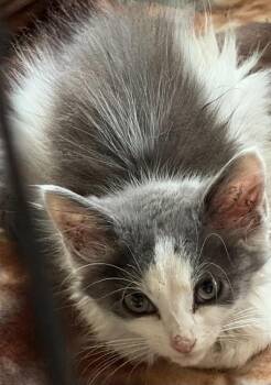 Ryder -  Domestic Medium Hair Cat for Adoption in Effingham, Illinois - Ryder | PetCurious