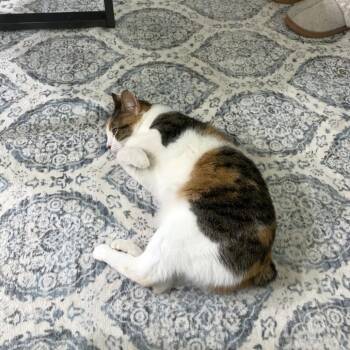 Lemon -  Domestic Short Hair Cat for Adoption in Austin, Texas - Lemon | PetCurious