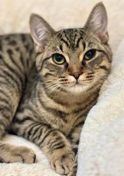 Domestic Short Hair Cats Available for Adoption - HILTON | PetCurious