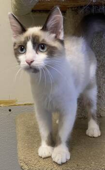 Waimea -  Ragdoll and Siamese Cat for Adoption in Los Angeles, California - Waimea | PetCurious