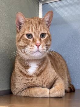 Domestic Short Hair Cats Available for Adoption in Westminster, Maryland - ALFIE | PetCurious