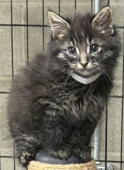 Smoosh -  Domestic Long Hair Cat for Adoption in Cuyahoga Falls, Ohio - Smoosh | PetCurious