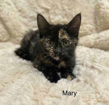 Mary -  Tortoiseshell Cat for Adoption in Wyandotte, Michigan - Mary | PetCurious