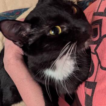 Domestic Short Hair and Bombay Cats Available for Adoption in Wyandotte, Michigan - Sofia | PetCurious