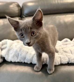 Ezra -  Domestic Short Hair Cat for Adoption in San Jose, California - Ezra | PetCurious