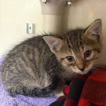 Risky Business -  Domestic Short Hair Cat for Adoption in Mentor, Ohio - Risky Business | PetCurious