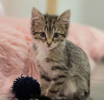 Domestic Short Hair Cats Available for Adoption in Topeka, Kansas - **Cat Cafe** Raymond | PetCurious