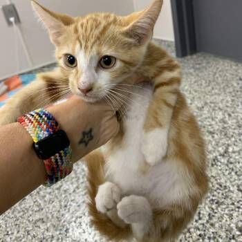 Flower -  Domestic Short Hair Cat for Adoption in Morganton, North Carolina - Flower | PetCurious