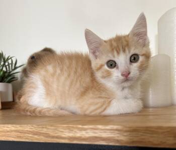 Domestic Short Hair Cats Available for Adoption - Rudy | PetCurious