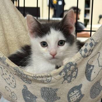 Rescue Domestic Short Hair Cats for Adoption in Westminster, California - Pecan Pie | PetCurious