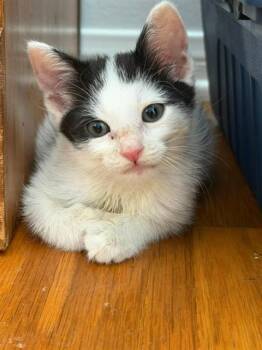GERTRUDE -  Domestic Short Hair Cat for Adoption in Camarillo, California - GERTRUDE | PetCurious