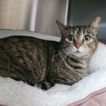 Harriet Winslow -  Domestic Short Hair Cat for Adoption in Dixon, Illinois - Harriet Winslow | PetCurious