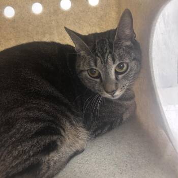 Domestic Short Hair Cats Available for Adoption in Philadelphia, Pennsylvania - Shay | PetCurious