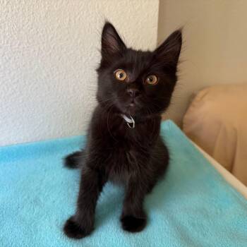 Raven -  Domestic Medium Hair Cat for Adoption in Renton, Washington - Raven | PetCurious
