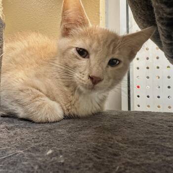 Jasper 53571 -  Domestic Short Hair Cat for Adoption in Las Vegas, Nevada - Jasper 53571 | PetCurious