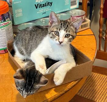 Jericho -  Domestic Short Hair Cat for Adoption in Fort Worth, Texas - Jericho | PetCurious