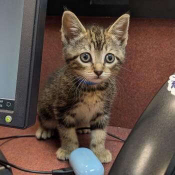 Demon -  Domestic Short Hair Cat for Adoption in Ardmore, Oklahoma - Demon | PetCurious