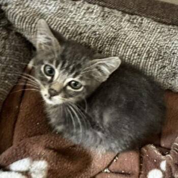 Jimmy -  Domestic Medium Hair Cat for Adoption in Prosper, Texas - Jimmy | PetCurious