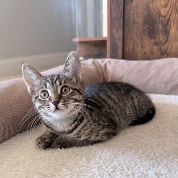 Domestic Short Hair Cats Available for Adoption in Hollywood, Florida - Harrison | PetCurious