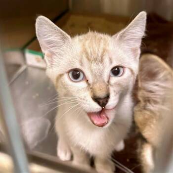 Soundgarden -  Domestic Short Hair Cat for Adoption in Woodinville, Washington - Soundgarden | PetCurious