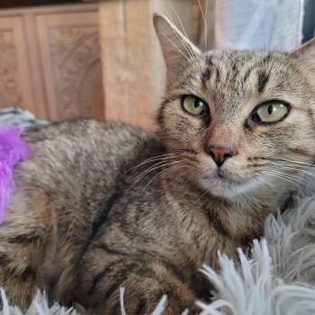 Nelly -  Domestic Short Hair Cat for Adoption in Indianapolis, Indiana - Nelly | PetCurious