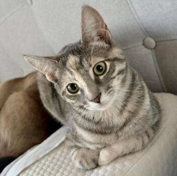 Jennie (bonded with Coco) -  Torbie and Domestic Short Hair Cat for Adoption in Vaughan, Ontario - Jennie (bonded With Coco) | PetCurious
