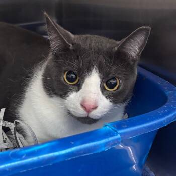 Domestic Short Hair Cats Available for Adoption in Philadelphia, Pennsylvania - Pascal | PetCurious