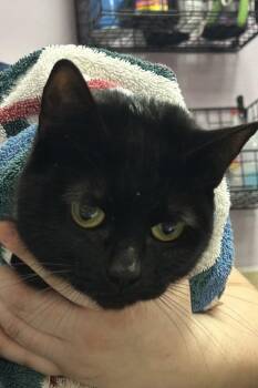 Echo -  Domestic Medium Hair Cat for Adoption in Vancouver, Washington - Echo | PetCurious
