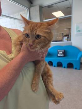 Buttercup -  Domestic Long Hair Cat for Adoption in Bossier City, Louisiana - Buttercup | PetCurious