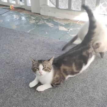 Mei Mei -  Domestic Short Hair Cat for Adoption in Aylett, Virginia - Mei Mei | PetCurious
