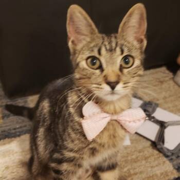Rescue Tabby Cats for Adoption - Em | PetCurious