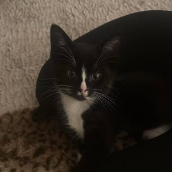 Rescue Domestic Short Hair Cats for Adoption in Clifton, New Jersey - Kitten Courtesy Post -Dec | PetCurious