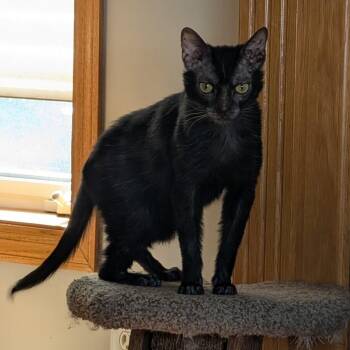 PRINCESS VIVI -  Lykoi Cat for Adoption in Kenosha, Wisconsin - PRINCESS VIVI | PetCurious