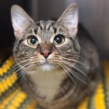 Domestic Short Hair Cats Available for Adoption in Davenport, Iowa - Zoo Wee Mama | PetCurious