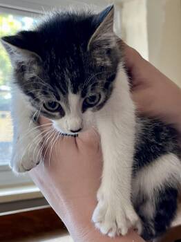 Rescue Tabby Cats for Adoption in Littleton, Colorado - Betty | PetCurious