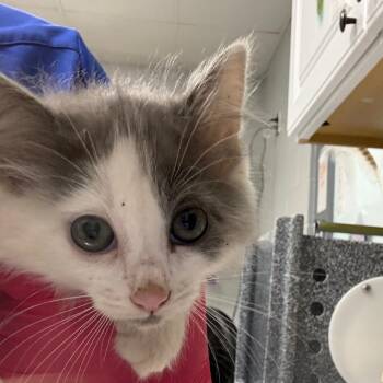 Domestic Short Hair Cats Available for Adoption in Greenville, South Carolina - Turquoise | PetCurious