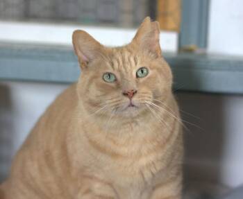 Obi -  Domestic Short Hair Cat for Adoption in Montreal, Quebec - Obi | PetCurious
