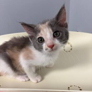Domestic Short Hair Cats Available for Adoption in Columbus, Georgia - Sophie 3690 | PetCurious