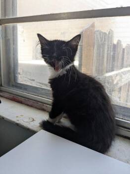 Samba -  Domestic Medium Hair Cat for Adoption in Dallas, Texas - Samba | PetCurious