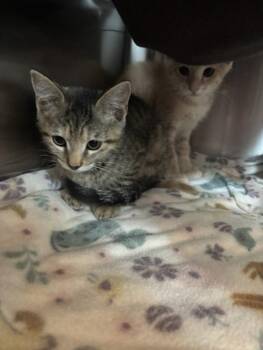 Sprout -  Domestic Short Hair Cat for Adoption in Santa Rosa, California - Sprout | PetCurious