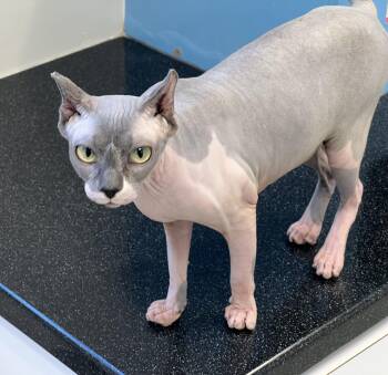 Posie/applications closed -  Sphynx Hairless Cat Cat for Adoption in Medfield, Massachusetts - Posie/applications Closed | PetCurious