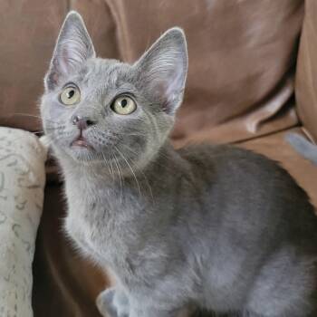 Colin -  Domestic Short Hair Cat for Adoption in Sonora, California - Colin | PetCurious