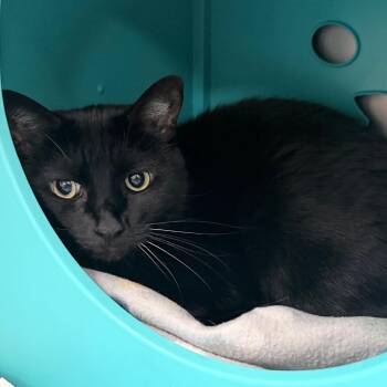 McFlurry -  Domestic Short Hair Cat for Adoption in Titusville, Florida - McFlurry | PetCurious